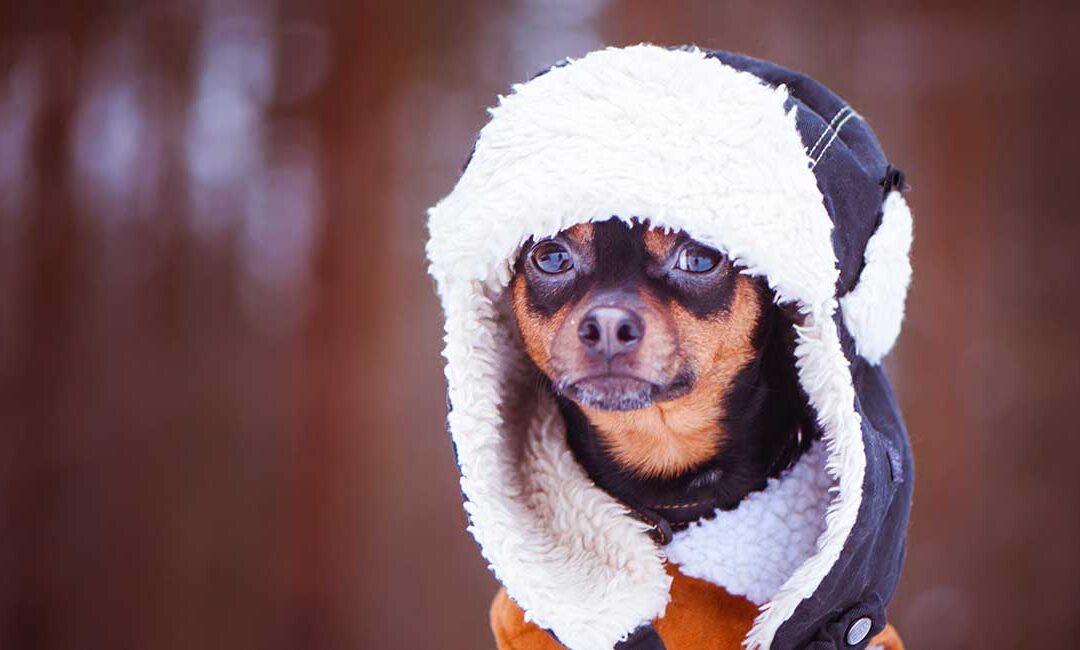 Czy Chihuahua zimą potrzebują ubranek?